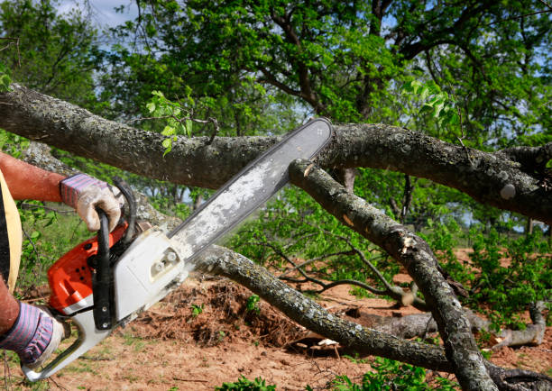 The Steps Involved in Our Tree Care Process in Escalon, CA